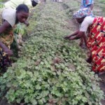 Plantation des légumes