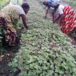 Plantation des légumes