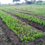 Plantation des légumes