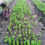 Plantation des légumes