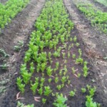 Plantation des légumes