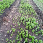 Plantation des légumes