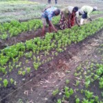 Plantation des légumes