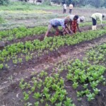 Plantation des légumes