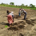 Récolte et traitement du manioc