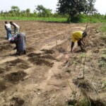 Récolte et traitement du manioc
