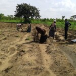 Récolte et traitement du manioc