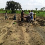 Récolte et traitement du manioc