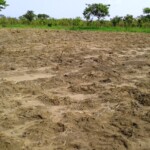 Plantation boutures maniocs par les mamans Plantation boutures maniocs par les mamans