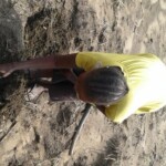 Récolte et traitement du manioc