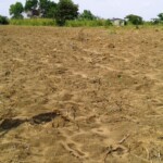 Récolte et traitement du manioc