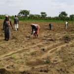 Récolte et traitement du manioc