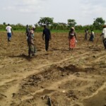 Récolte et traitement du manioc