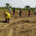 Récolte et traitement du manioc