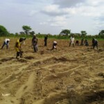 Récolte et traitement du manioc