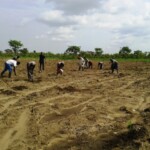Récolte et traitement du manioc