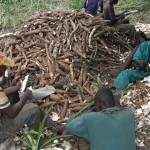 Récolte et traitement du manioc