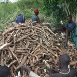 Récolte et traitement du manioc