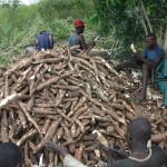Récolte et traitement du manioc
