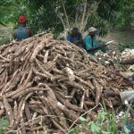 Récolte et traitement du manioc