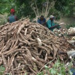 Récolte et traitement du manioc