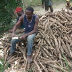Récolte et traitement du manioc