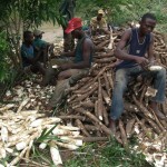 Récolte et traitement du manioc
