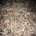 Récolte et traitement du manioc