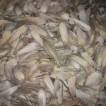 Récolte et traitement du manioc