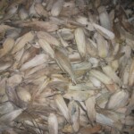 Récolte et traitement du manioc