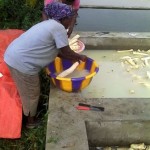 Récolte et traitement du manioc