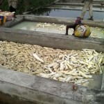 Récolte et traitement du manioc