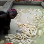 Récolte et traitement du manioc