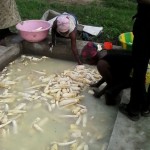 Récolte et traitement du manioc