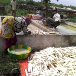 Récolte et traitement du manioc