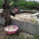 Récolte et traitement du manioc