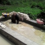 Récolte et traitement du manioc