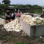 Récolte et traitement du manioc