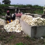 Récolte et traitement du manioc