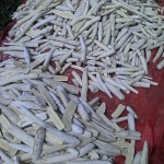 Récolte et traitement du manioc