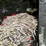 Récolte et traitement du manioc