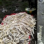 Récolte et traitement du manioc