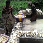 Récolte et traitement du manioc