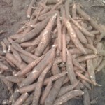 Récolte et traitement du manioc