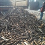 Récolte et traitement du manioc