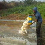 Récolte et traitement du manioc