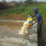 Récolte et traitement du manioc