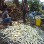 Récolte et traitement du manioc