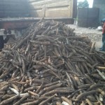 Récolte et traitement du manioc