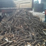 Récolte et traitement du manioc